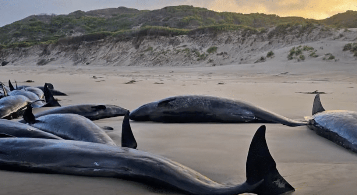 157 whales wash ashore Australian beach
